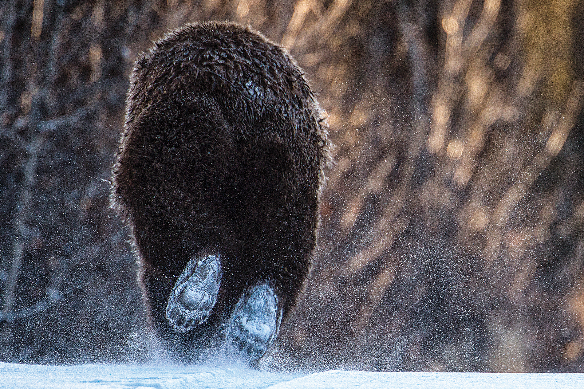 A grizzly bear flees a photographer
